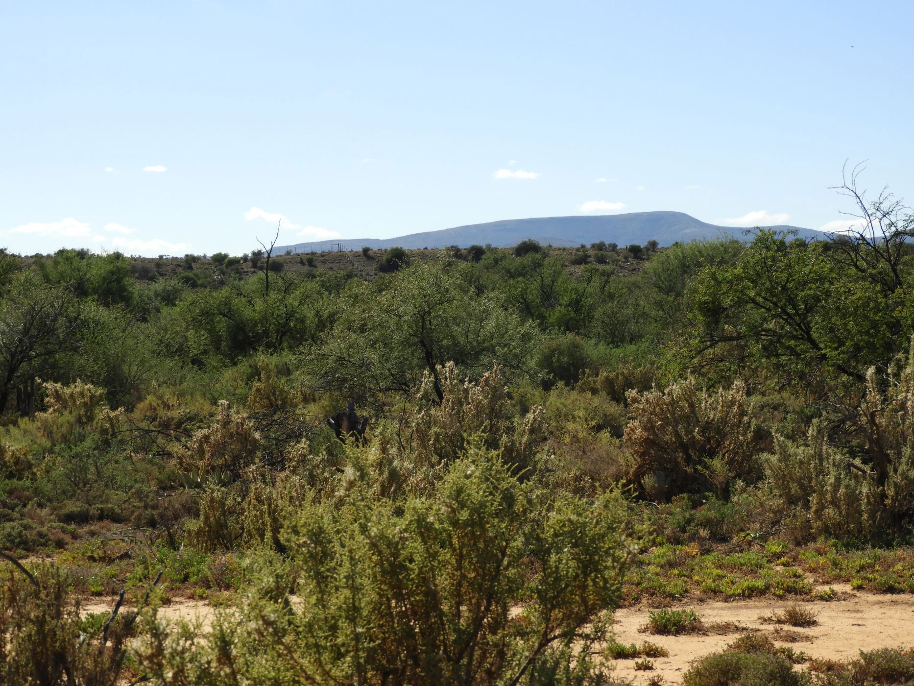 453.98 hectare Livestock Farm For Sale Pearston 1KK1650603 Pam Golding Properties