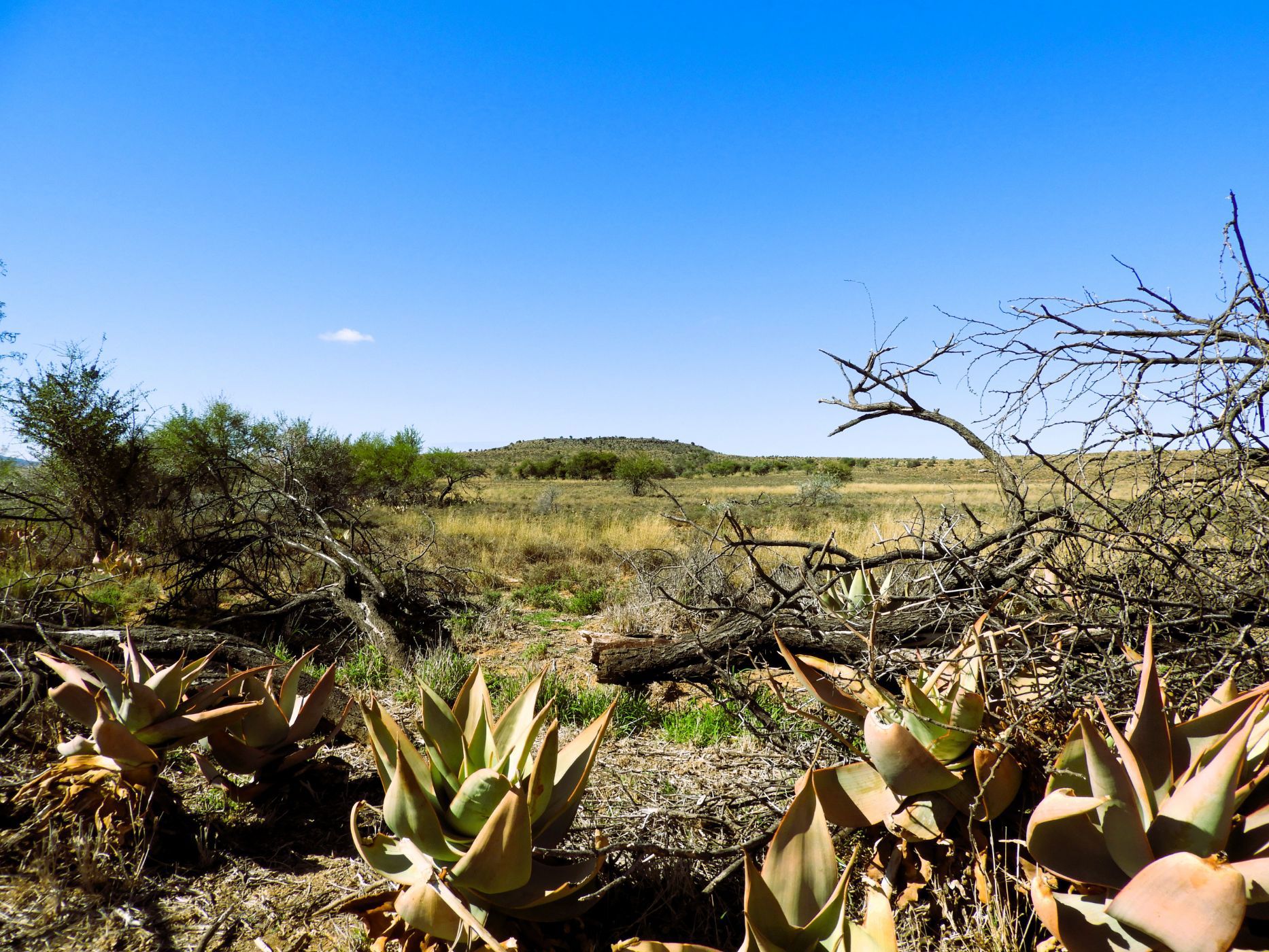 453.98 hectare Livestock Farm For Sale Pearston 1KK1650603 Pam Golding Properties