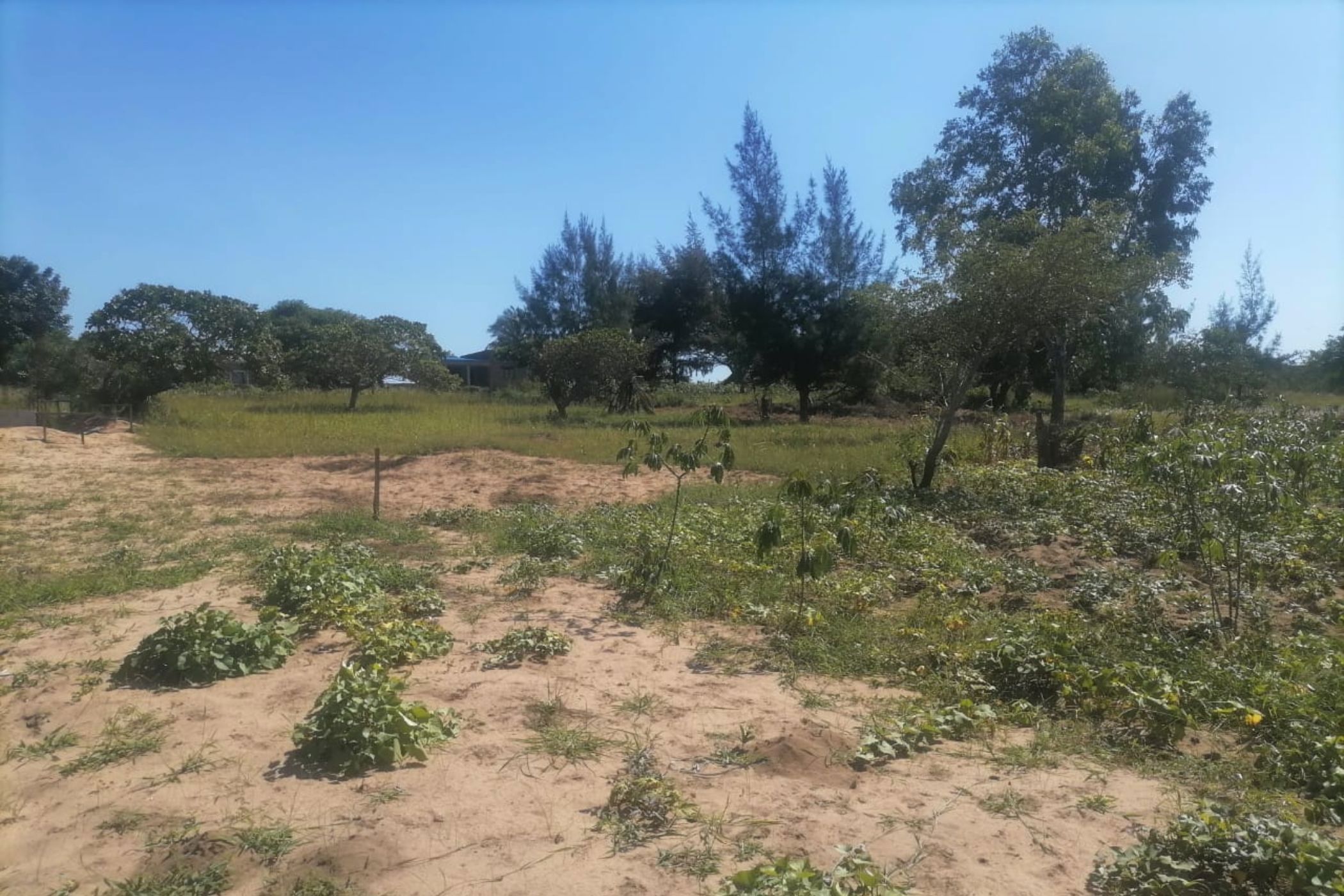2500 m&sup2; vacant land for investment in Bilene (Mozambique)