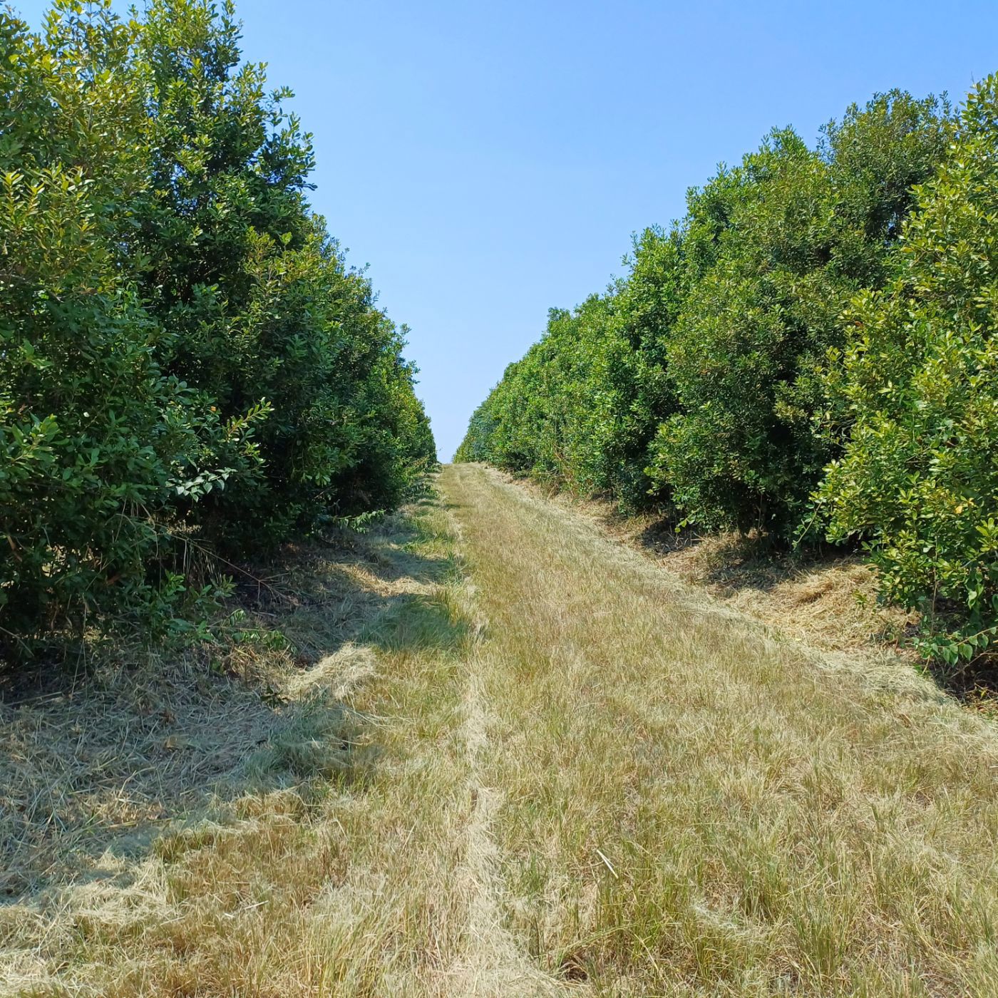 303 hectare nut farm for sale in Barberton Rural