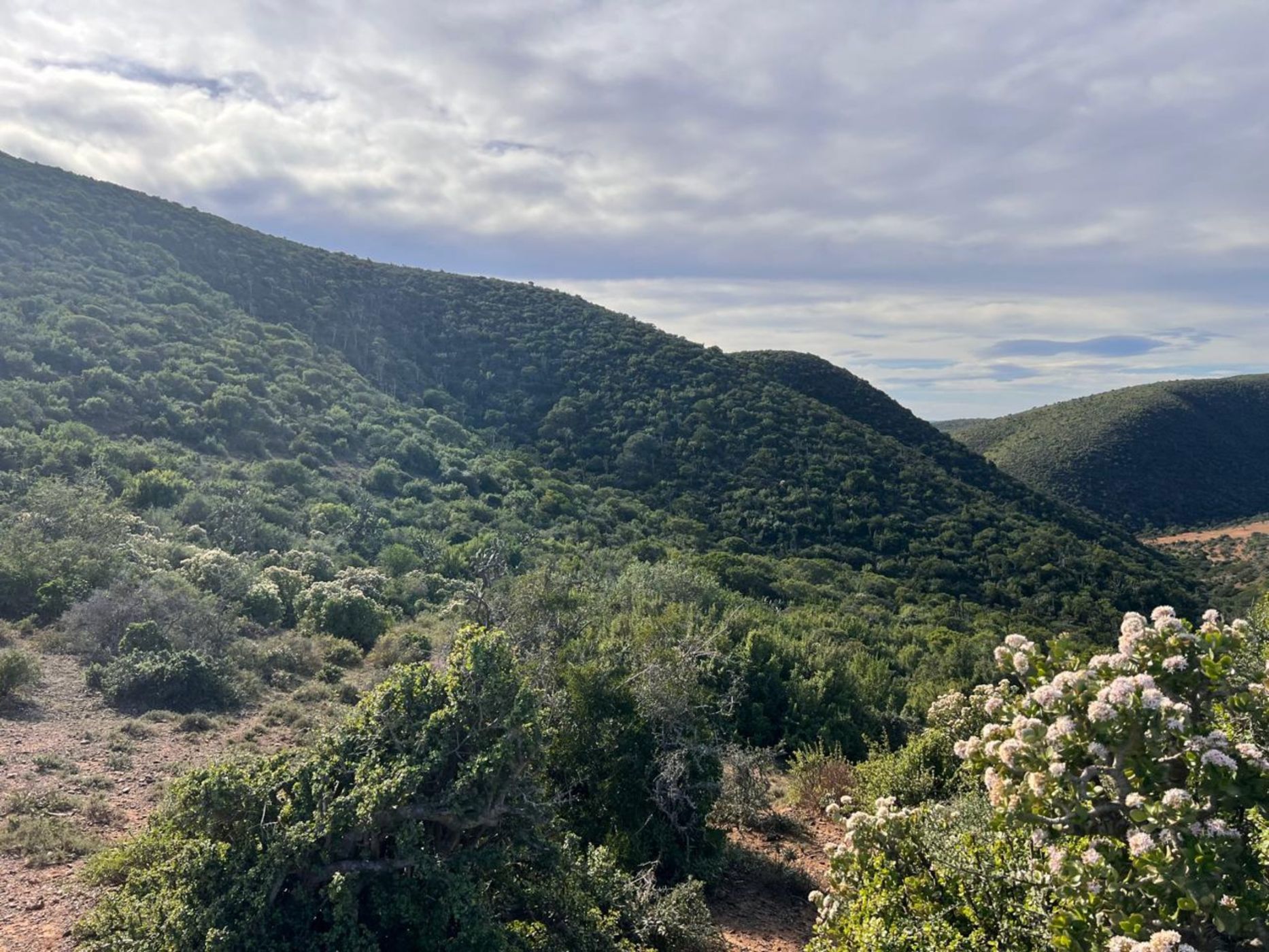 480.75 hectare game farm for sale in Grahamstown (Makhanda)