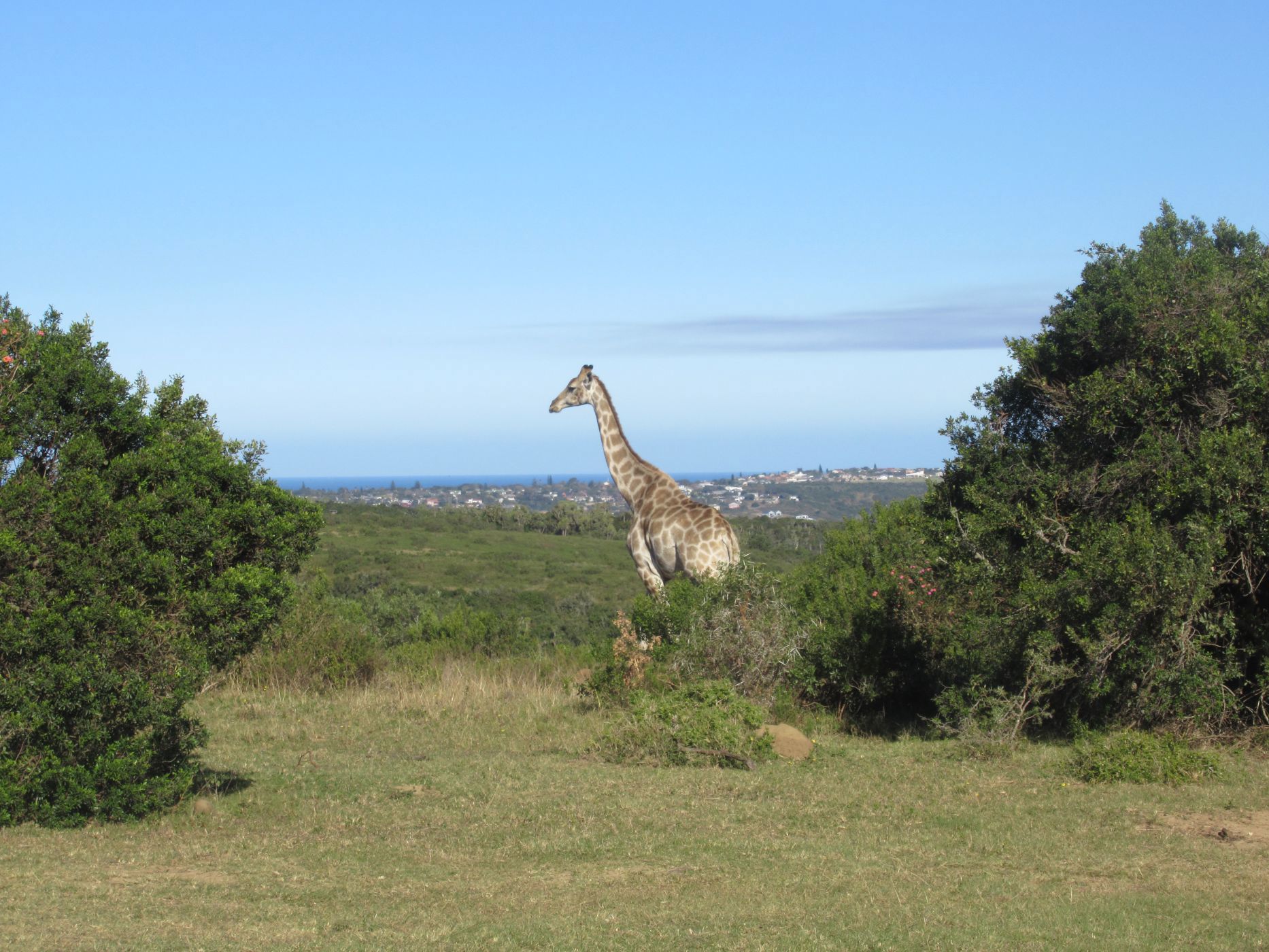 418 hectare game farm for sale in Port Alfred