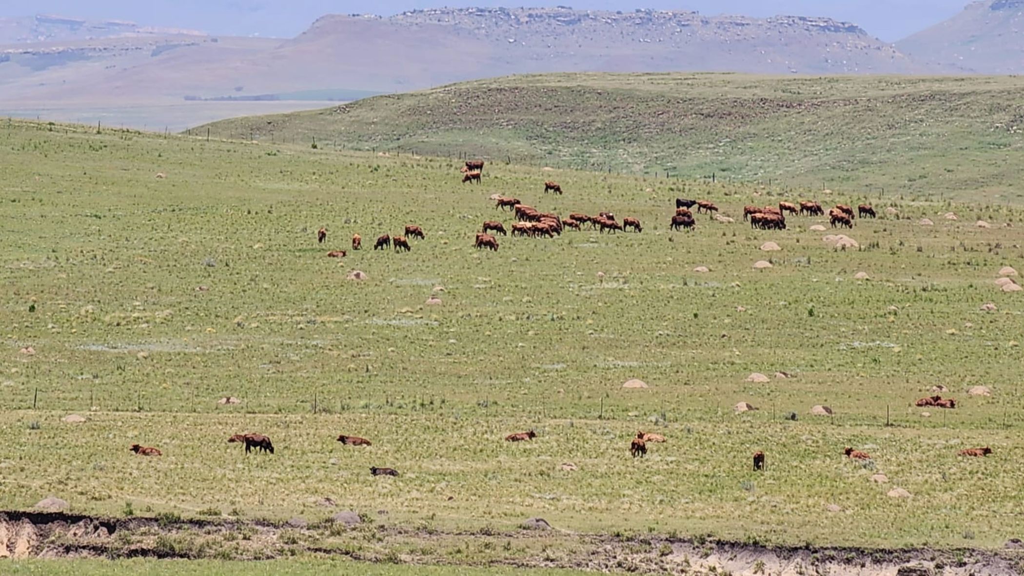 676.62 hectare mixed use farm for sale in Harrismith