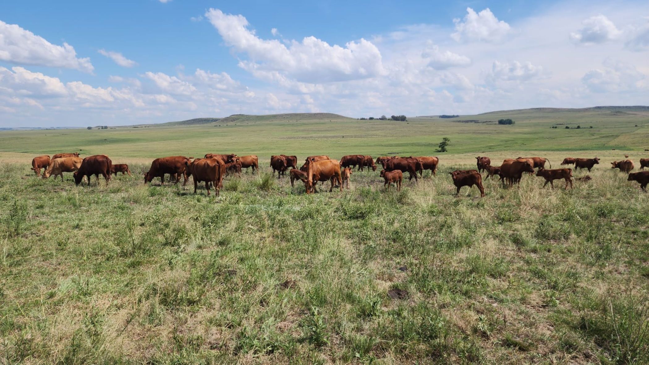 1466 hectare mixed use farm for sale in Tweeling