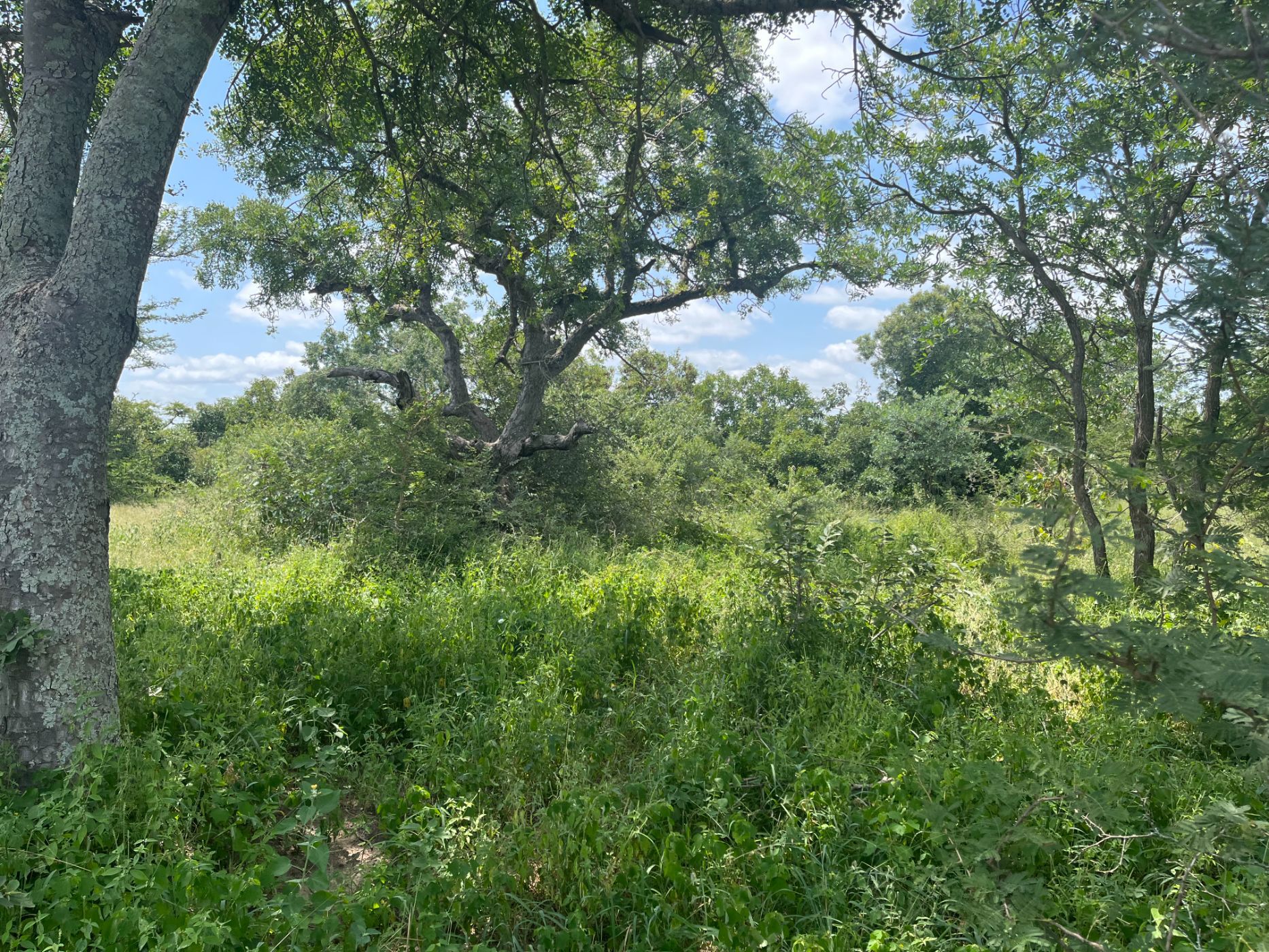 11520 m&sup2; vacant land for sale in Moditlo Nature Reserve
