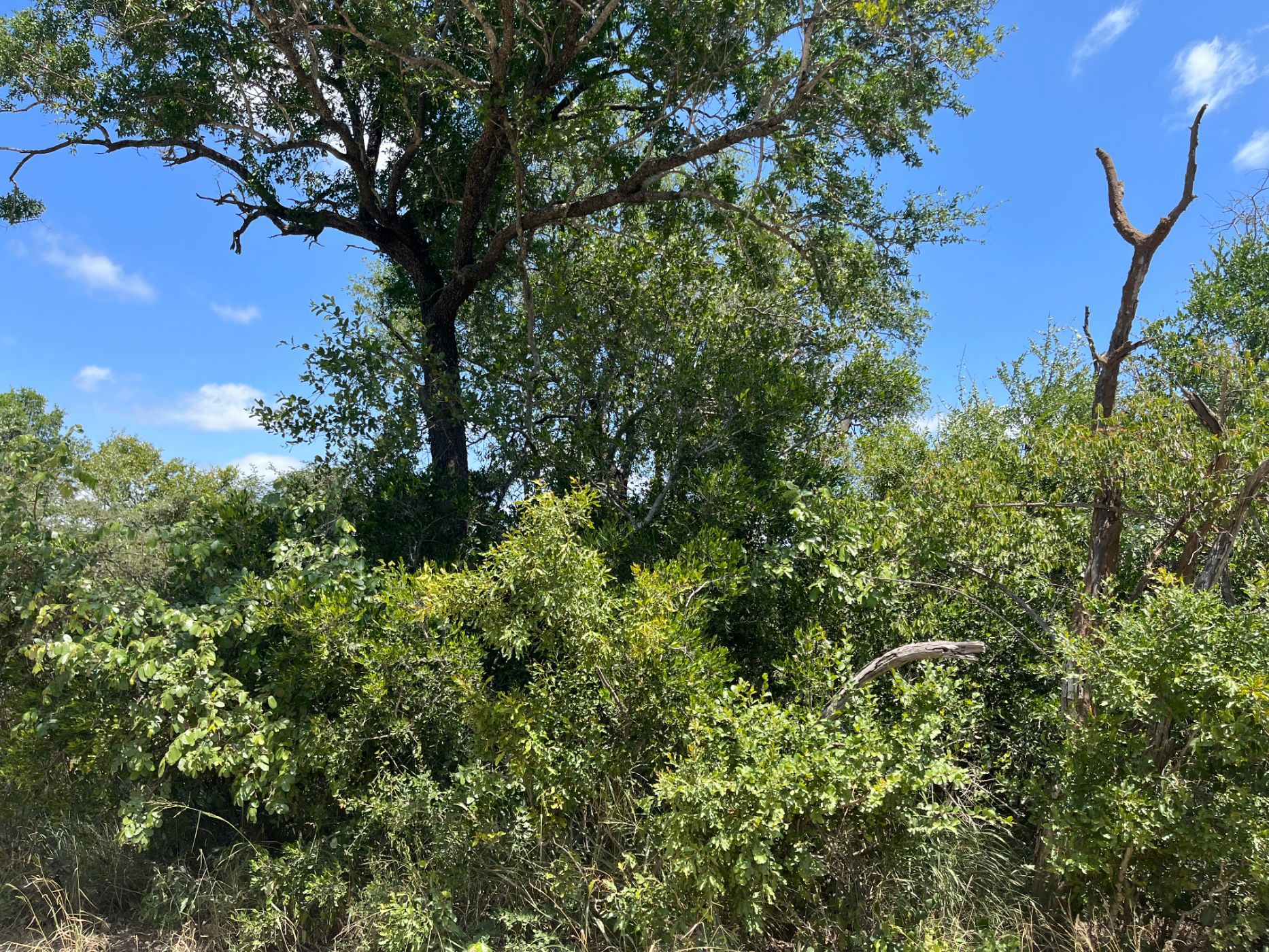 11480 m&sup2; vacant land for sale in Hoedspruit