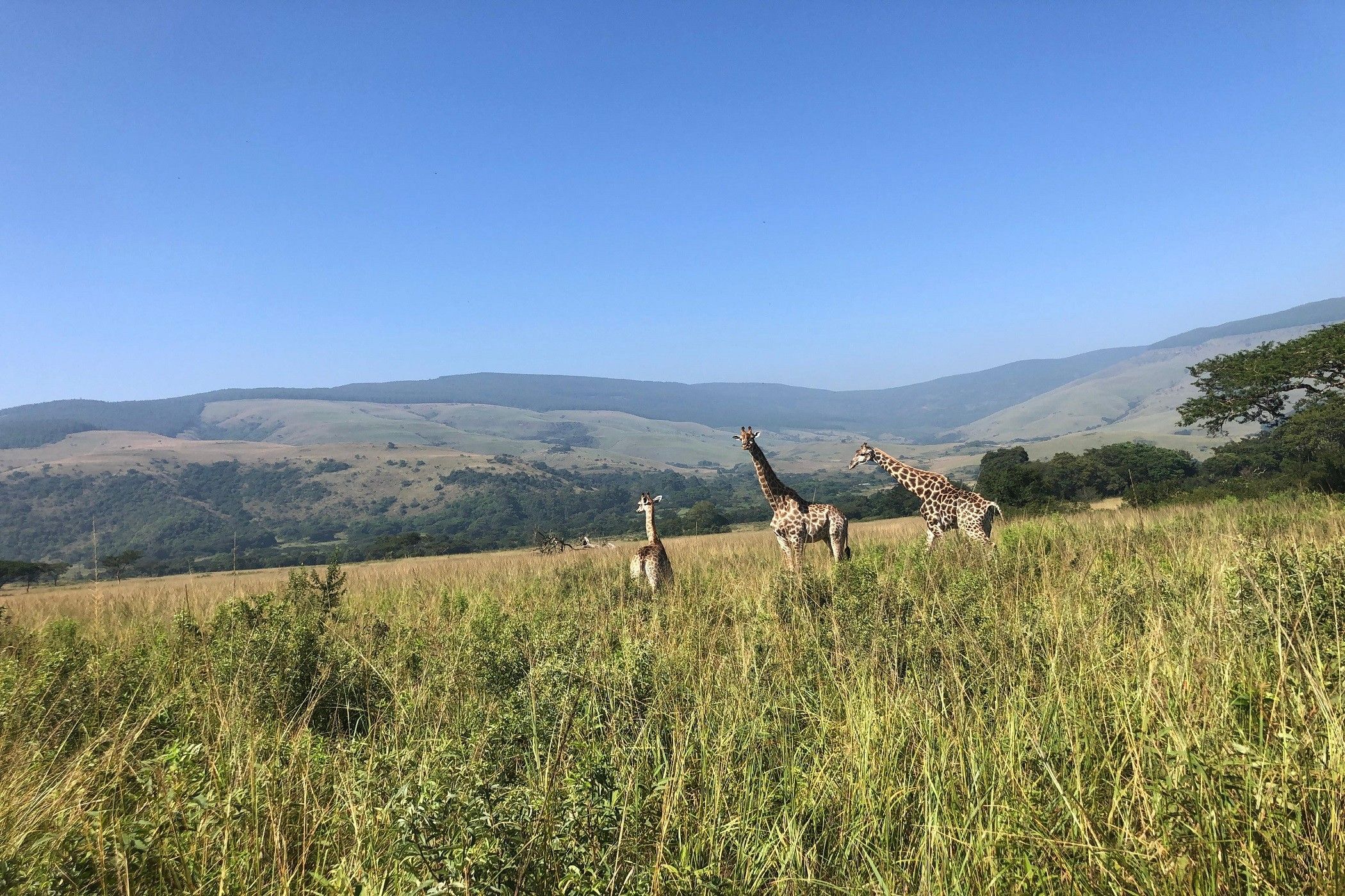 300 hectare mixed use farm for sale in Ngodwana