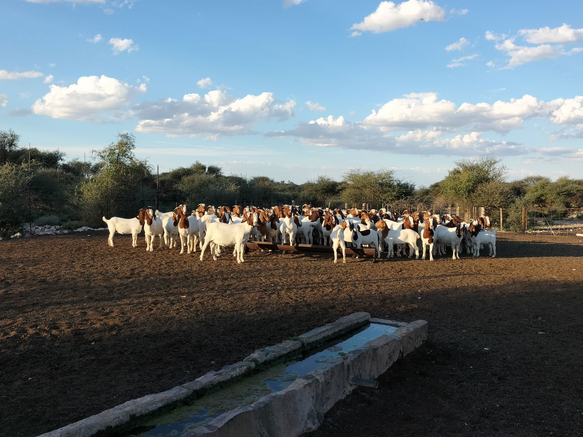 1823.2 hectare livestock farm for sale in Douglas Rural