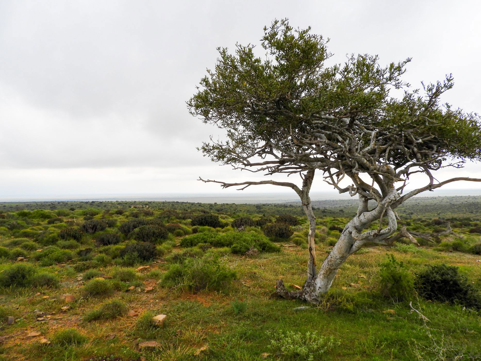 1682 hectare livestock farm for sale in Graaff-Reinet Rural