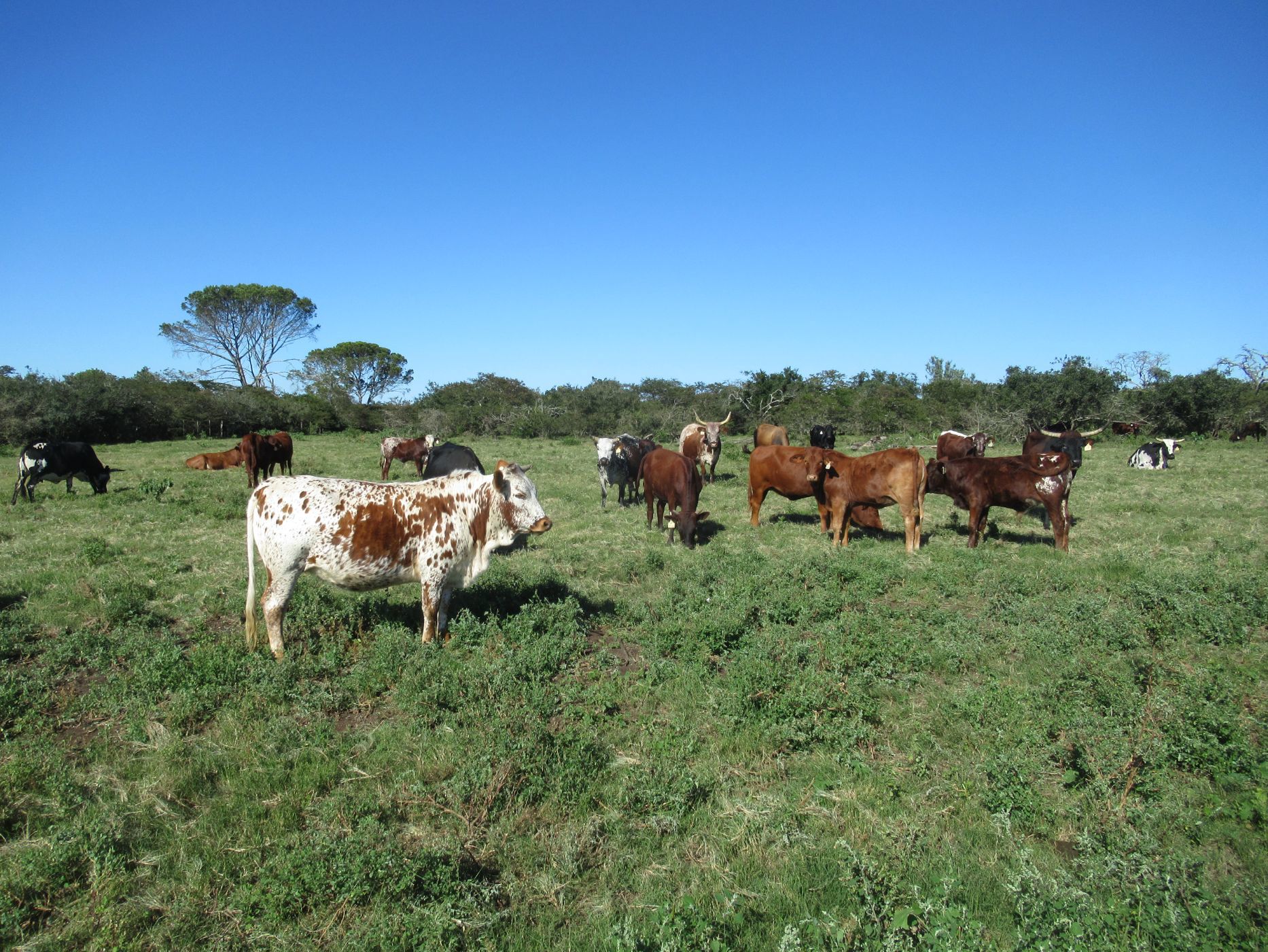 158 hectare equestrian farm for sale in Bathurst