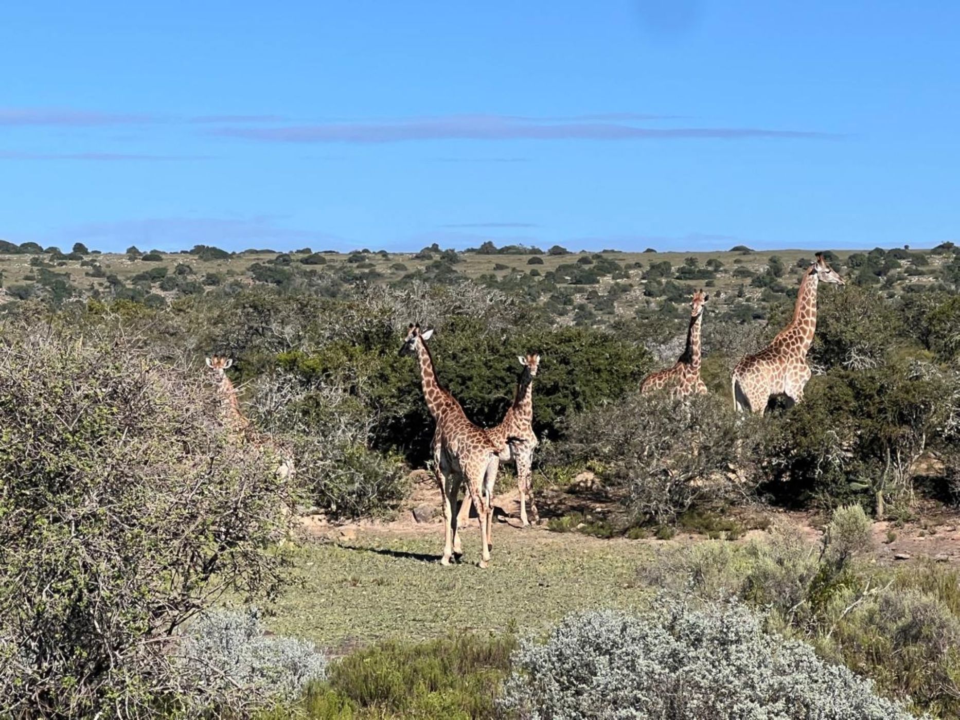 5573 hectare game farm for sale in Grahamstown (Makhanda)